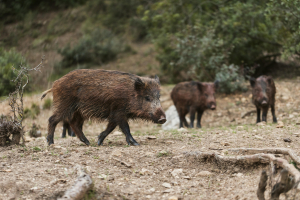 Passo a passo para os controladores de fauna exótica (javalis)