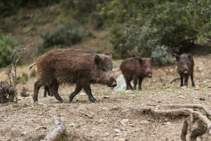 Passo a passo para os controladores de fauna exótica (javalis)